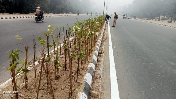 महाराष्ट्र से आए पौधों की खूबसूरती से दिव्यतम नजर आ रहा राम जन्मभूमि परिसर